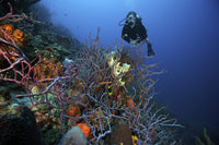 Scuba diver swimming underwater among sea sponges in Bonaire, Caribbean Netherlands