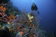 Scuba diver swimming underwater among sea sponges in Bonaire, Caribbean Netherlands