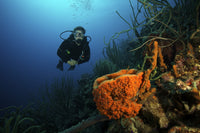 Scuba diver swimming underwater amongst sea sponges in Bonaire, Caribbean Netherlands poster print.