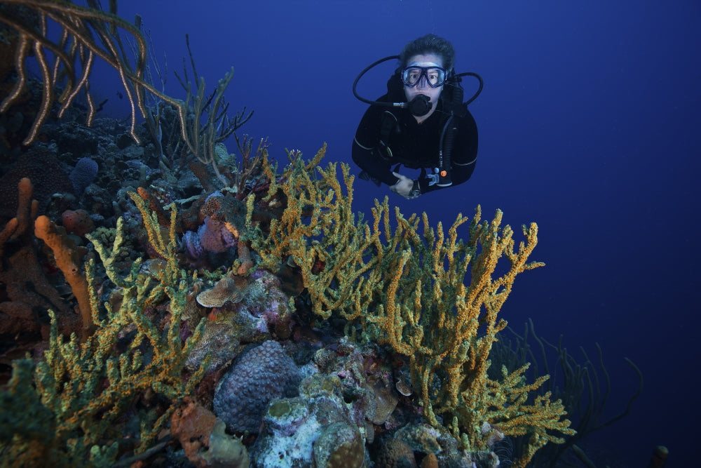 Scuba diver swimming underwater among sea sponges in Bonaire, Caribbean