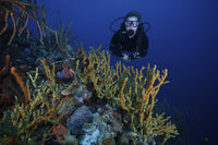 Scuba diver swimming underwater among sea sponges in Bonaire, Caribbean