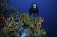 Scuba diver swimming underwater among sea sponges in Bonaire, Caribbean
