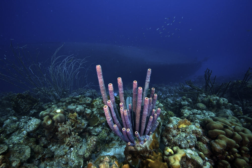Purple tube sponge reef scene poster featuring Hilma Hooker shipwreck in Bonaire.
