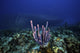 Purple tube sponge reef scene poster featuring Hilma Hooker shipwreck in Bonaire.