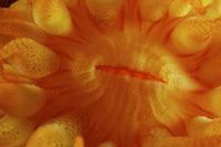Detailed view of yellow tube coral polyps captured at 5x life size.