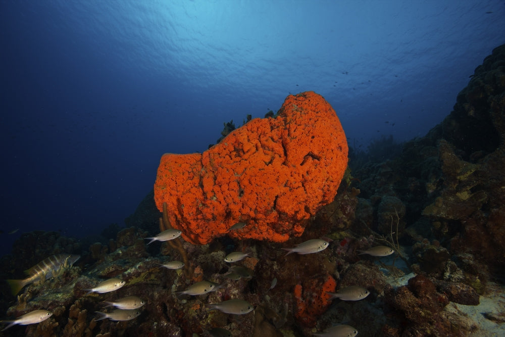 School of Brown Chromis swimming near an elephant ear sponge in the Caribbean.
