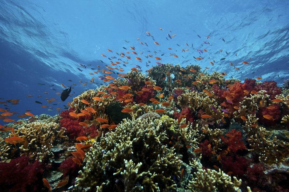 School of Orange Basslets swimming over a coral reef in Fiji.