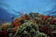 School of Orange Basslets swimming over a coral reef in Fiji.