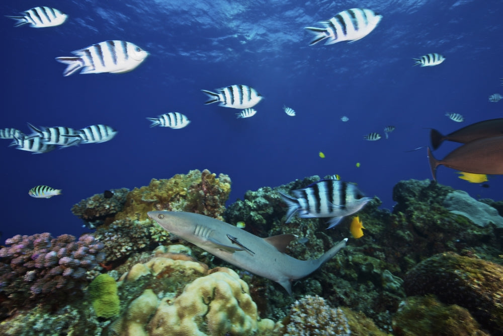 Whitetip Reef Shark gliding over reef with Scissortail Sergeant Major fish.