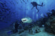 Lemon Shark Feeding Poster Print showcasing a shark gulping a tuna head in Fiji
