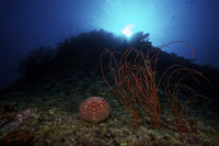 Pin-Cushion Sea Star and sea whips underwater poster print.