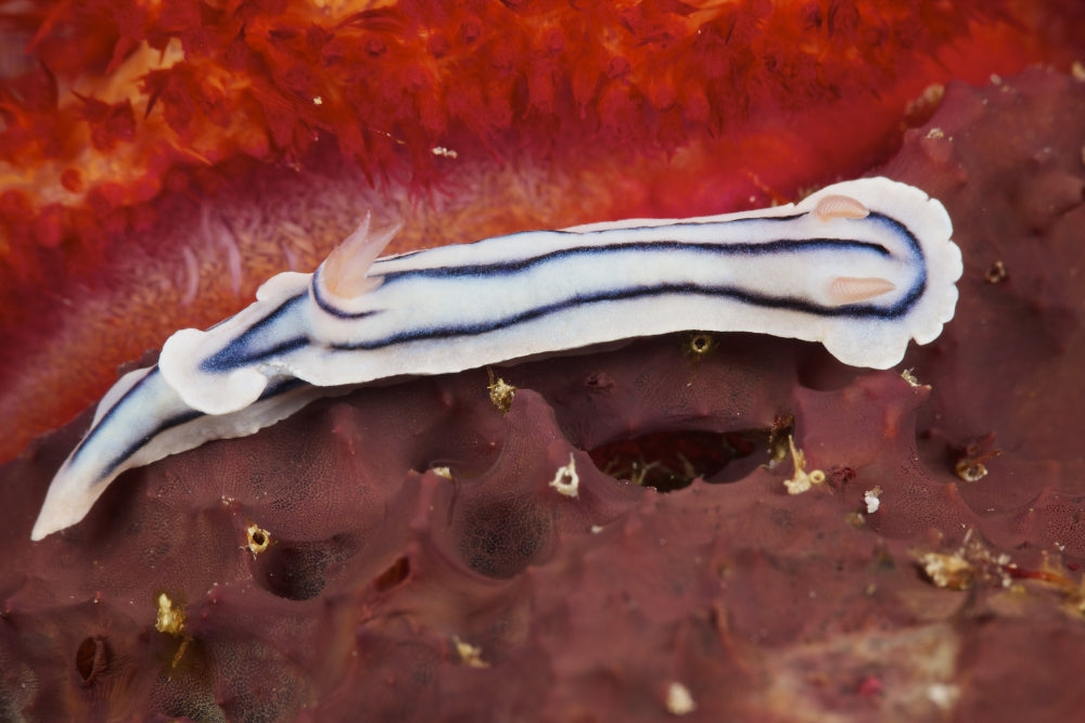 Close-up view of a nudibranch feeding on the reef, vibrant marine life poster.
