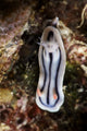Close-up view of a nudibranch feeding on the reef in Fiji.