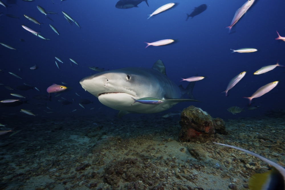 Tiger Shark swimming into the feeding zone poster print featuring vibrant ocean colors.