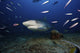 Tiger Shark swimming into the feeding zone poster print featuring vibrant ocean colors.