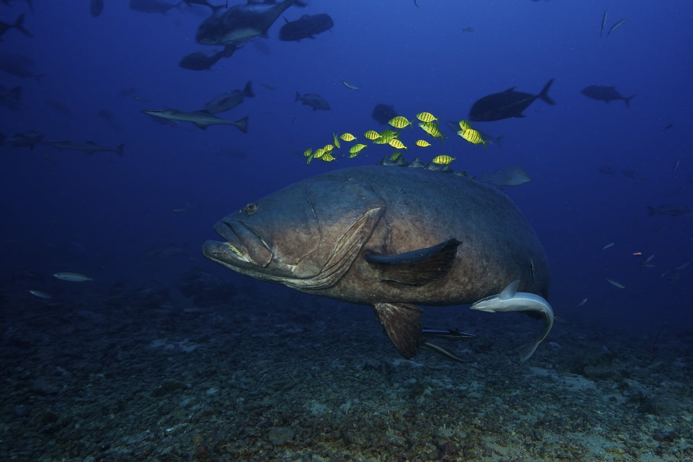 Golden Trevally and Giant Grouper underwater scene poster print.