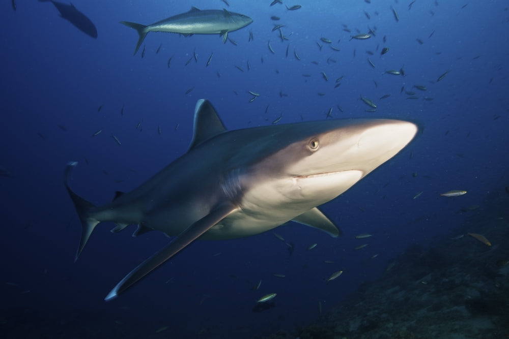 Silvertip shark swimming close to photographer in Fiji, ocean poster print.
