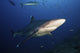 Silvertip shark swimming close to photographer in Fiji, ocean poster print.