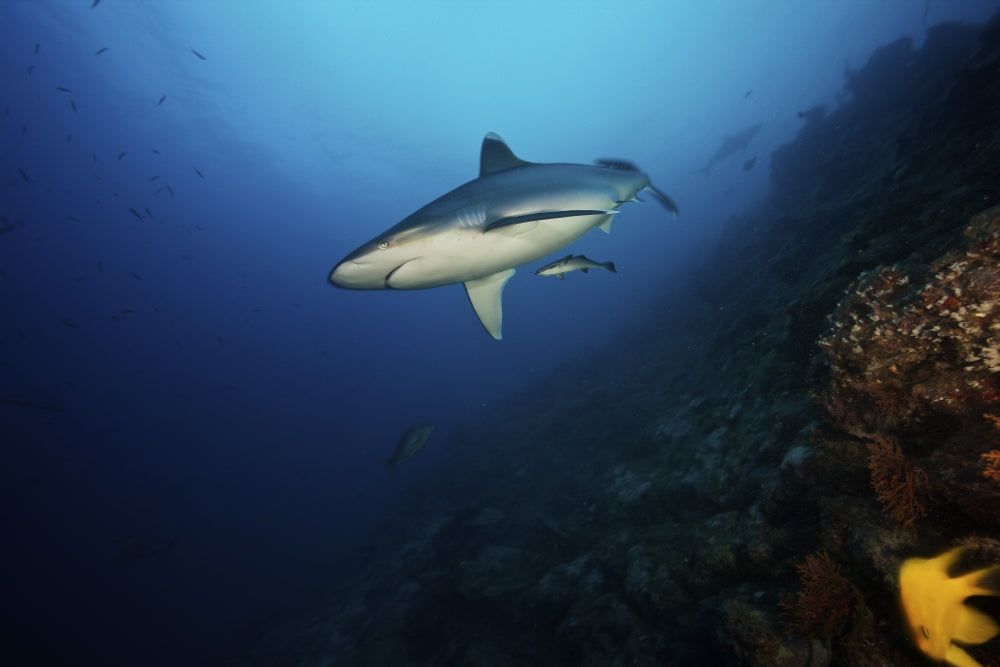 Silvertip shark swimming above a deep reef in Fiji poster print