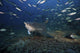 Bull Shark Poster Print showing a shark swooping for tuna heads on the reef floor.