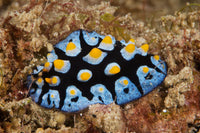 Nudibranch Feeding on Algae Art Print by Terry Moore, showcasing vibrant marine life.