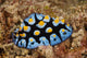 Nudibranch Feeding on Algae Art Print by Terry Moore, showcasing vibrant marine life.