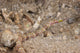 Scribbled Pipefish on a pink sponge art print by Terry Moore