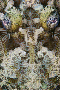 Close-up view of a Crocodile Fish face poster print by Terry Moore