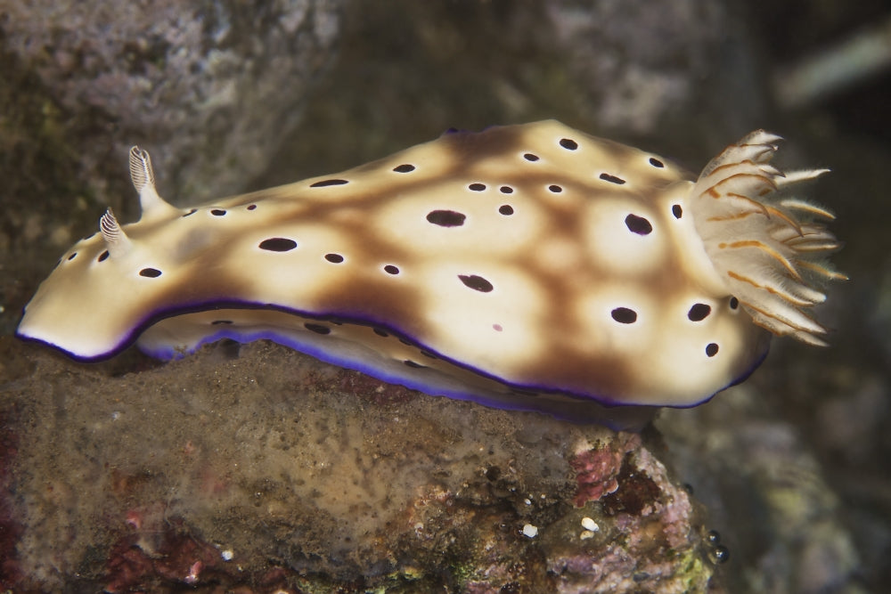 Nudibranch feeding on algae underwater art print from Papua New Guinea.