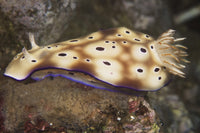 Nudibranch feeding on algae underwater art print from Papua New Guinea.