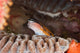 Clown Blenny on Coral fine art print by Terry Moore featuring vibrant colors