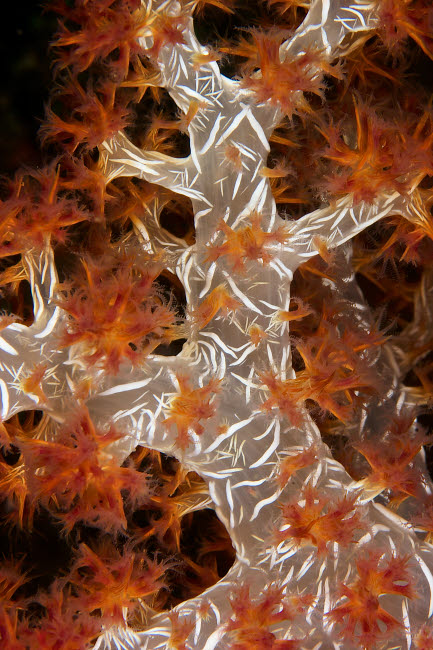Close-up of soft coral showing spicules, Papua New Guinea Poster Print by Terry Moore