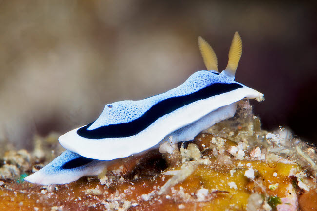 Nudibranch Feeding on Algae Poster Print showcasing vibrant marine life.