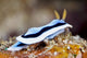 Nudibranch Feeding on Algae Poster Print showcasing vibrant marine life.