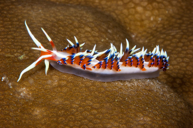 Beautiful Nudibranch on Coral Poster Print by Terry Moore, showcasing vibrant marine life.