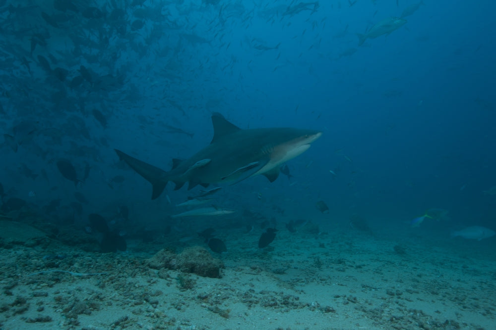 Bull shark at The Bistro dive site in Fiji poster print.
