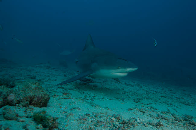 Bull Shark at The Bistro dive site in Fiji Poster Print showcasing underwater beauty.