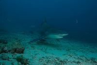 Bull Shark at The Bistro dive site in Fiji Poster Print showcasing underwater beauty.