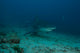 Bull Shark at The Bistro dive site in Fiji Poster Print showcasing underwater beauty.