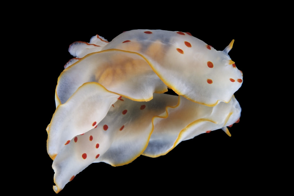 Gymnodoris ceylonica nudibranch poster print from Beqa Lagoon, Fiji.