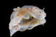Gymnodoris ceylonica nudibranch poster print from Beqa Lagoon, Fiji.