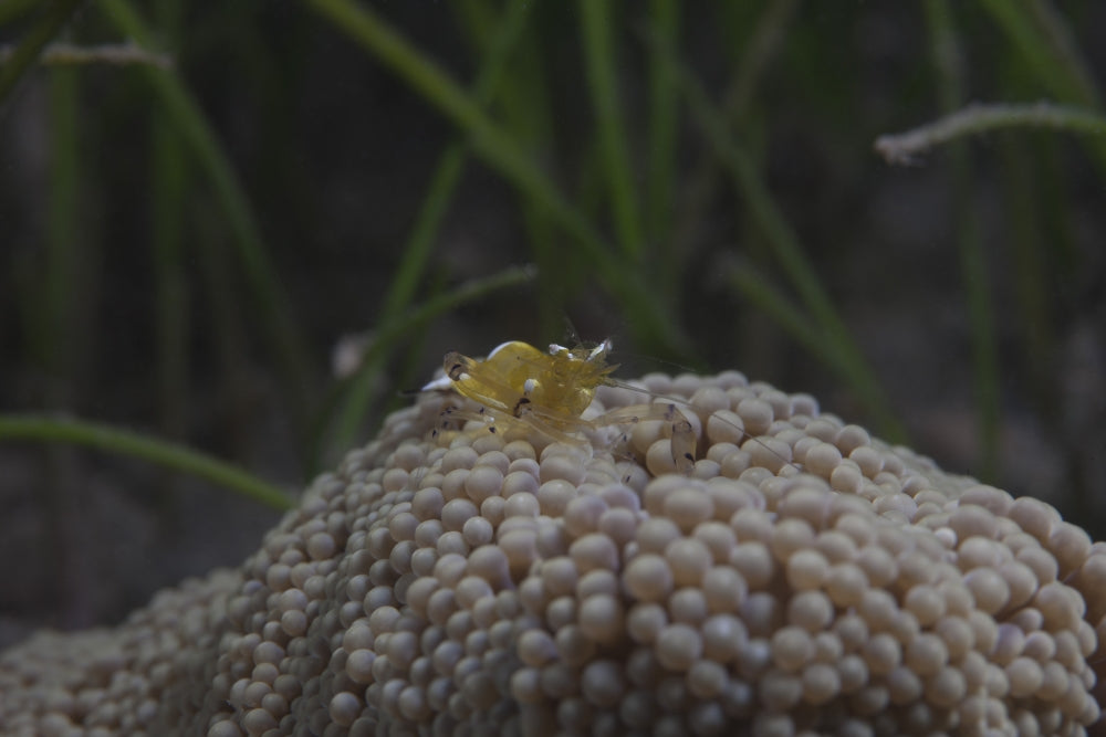 Popcorn Shrimp (Periclimenes brevicarpalis) on an anemone in a Fijian reef poster print.