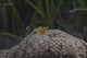 Popcorn Shrimp (Periclimenes brevicarpalis) on an anemone in a Fijian reef poster print.