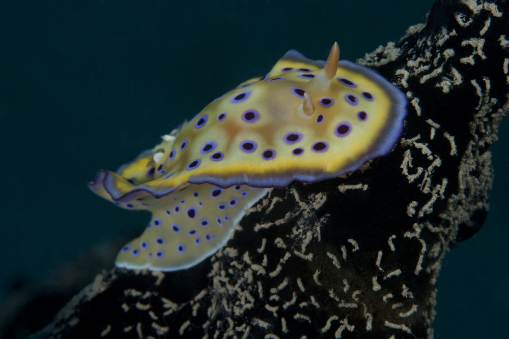 Chromodoris Kuniei Nudibranch Poster Print from Beqa Lagoon, Fiji.