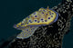 Chromodoris Kuniei Nudibranch Poster Print from Beqa Lagoon, Fiji.