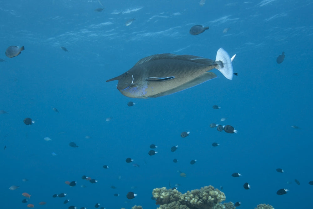 Spotted Unicornfish swimming in Fiji waters poster print