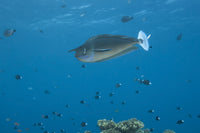 Spotted Unicornfish swimming in Fiji waters poster print
