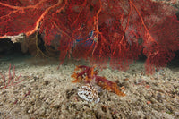 Large Red Gorgonian Sea Fan and Tiger Cowrie Poster Print from Beqa Lagoon, Fiji.