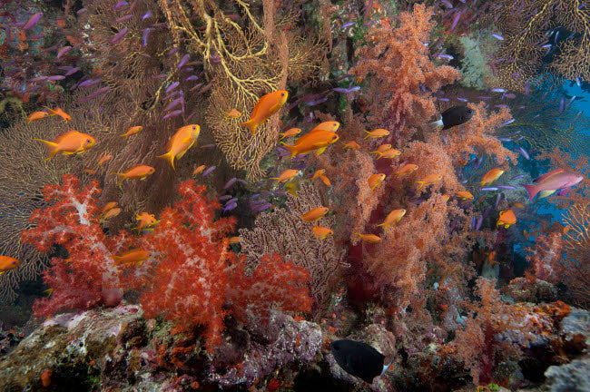 Schooling scalefin anthias fish and soft corals of Beqa Lagoon poster print.