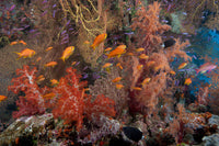 Schooling scalefin anthias fish and soft corals of Beqa Lagoon poster print.